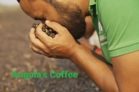 آنگولا در مسیر تبدیل شدن به بزرگترین تولیدکننده قهوه جهان