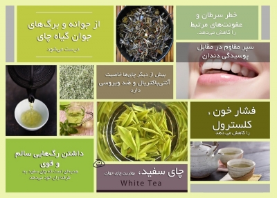 خواص چای سفید