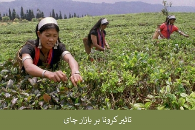 تاثیر کرونا بر بازار چای؛ افزایش قیمت‌ها و کمبود کارگر در فصل برداشت