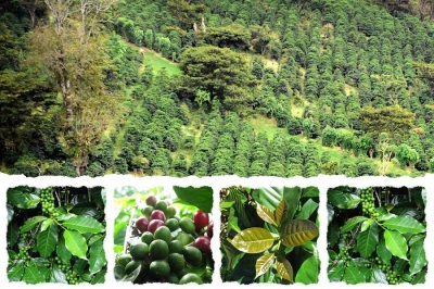 تحقیقات قهوه جهانی راهنمای رایگان برای تولید  نهال را منتشر کرد