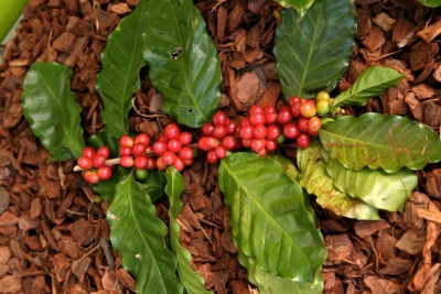گیاه قهوه در معرض خطر انقراض