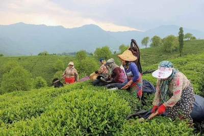 چای در ایران 