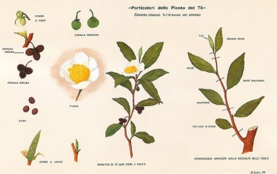 میوه چای (6)