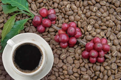 coffee cup with fresh coffee cherry