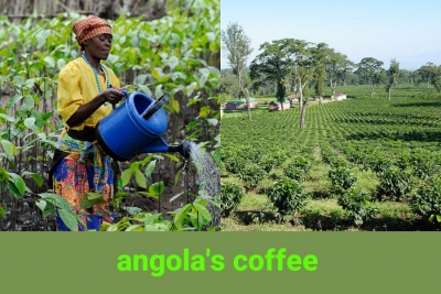 Coffee production in Angola