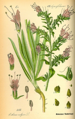 Echium گل گاوزبان