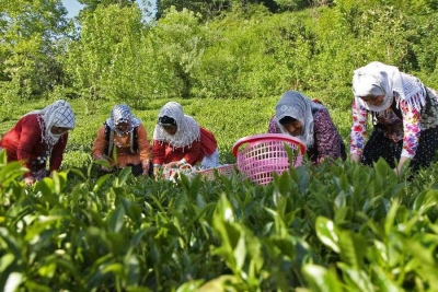 iran tea چای ایران