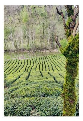 iran tea