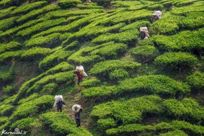 روز جهانی چای tea