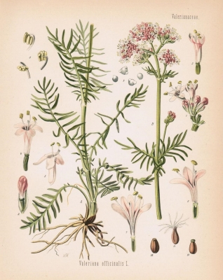 Valeriana officinalis سنبل الطیب