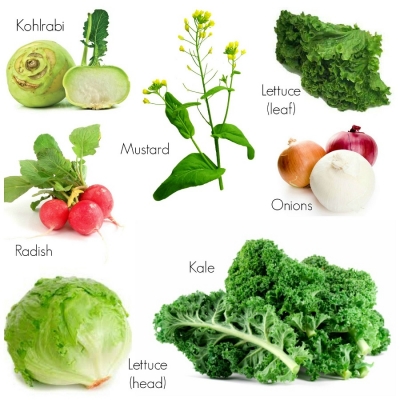 Vegetables suitable for autumn and winter