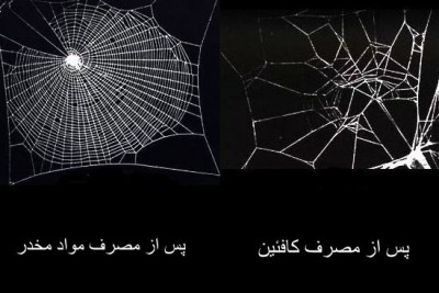 مقایسه نحوه تنیدن تار عنکبوت پس از مصرف مواد مخدر و کافئین
